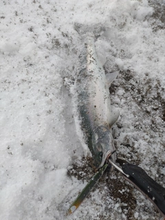 ウミサクラの釣果