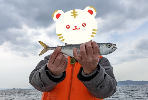 サバの釣果