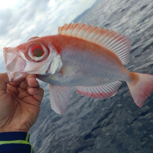 ホウセキキントキの釣果