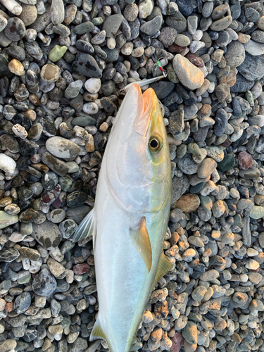 ハマチの釣果