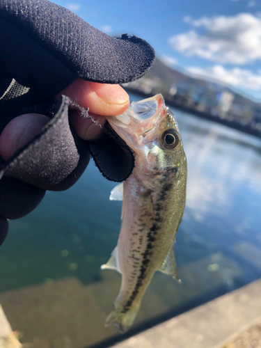 釣果