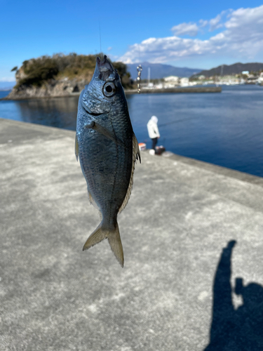 クロサギの釣果