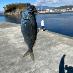 クロサギ