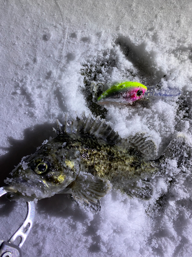 ソイの釣果