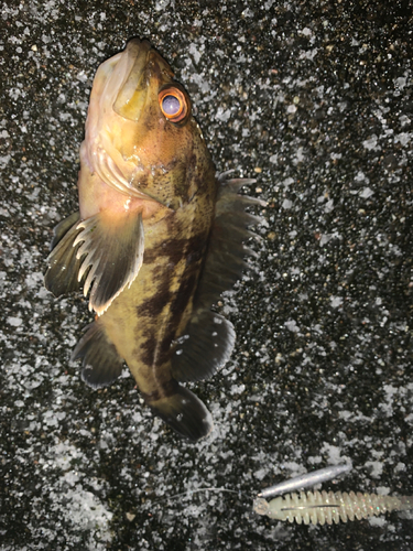 マゾイの釣果