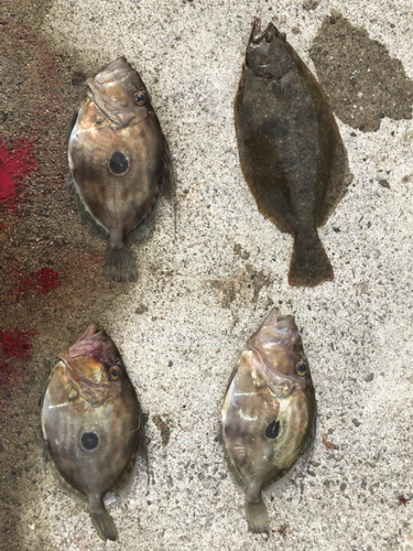 マトウダイの釣果