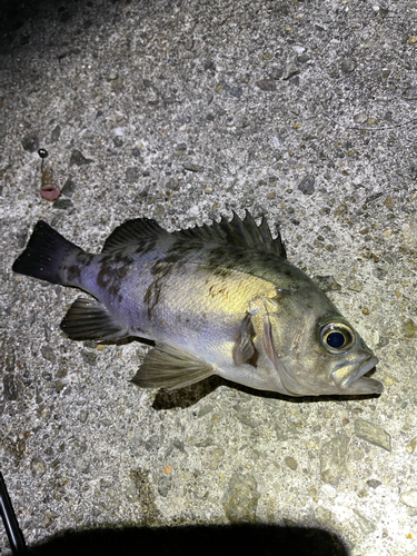 クロメバルの釣果