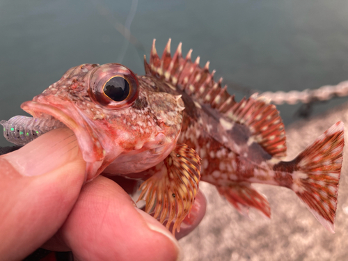 ガシラの釣果