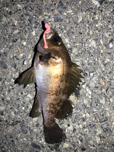 メバルの釣果