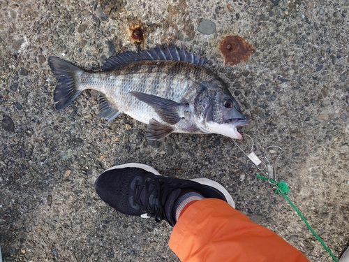 チヌの釣果