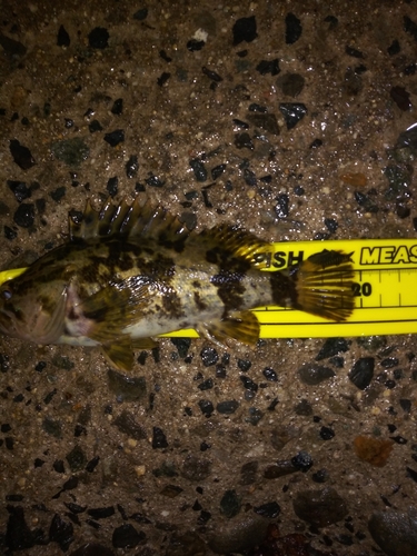 タケノコメバルの釣果