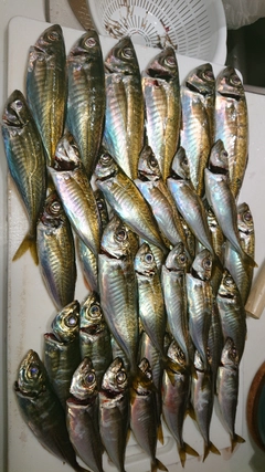 アジの釣果