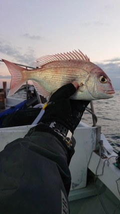 マダイの釣果