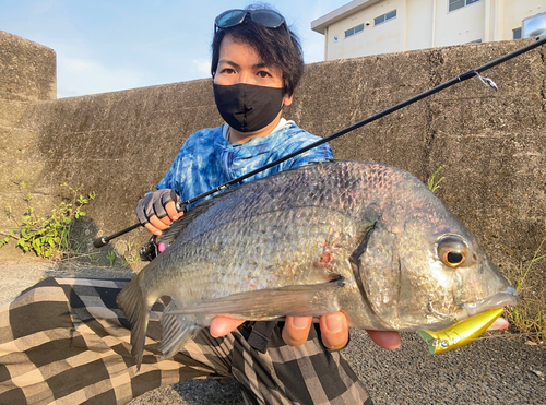 チヌの釣果