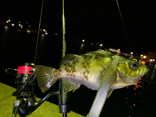 シロメバルの釣果