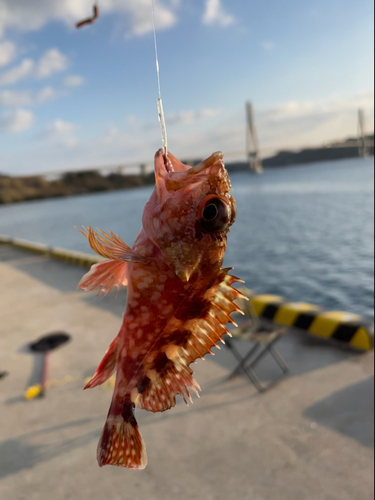 アラカブの釣果