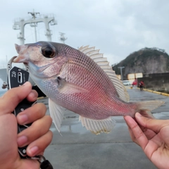 シロダイの釣果