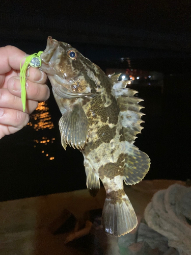 タケノコメバルの釣果