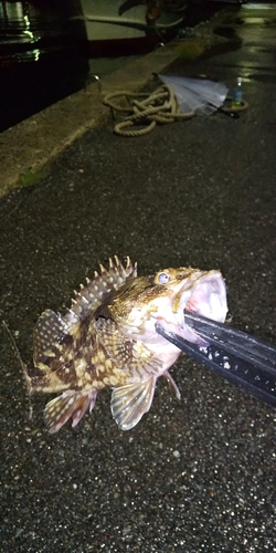 アラカブの釣果