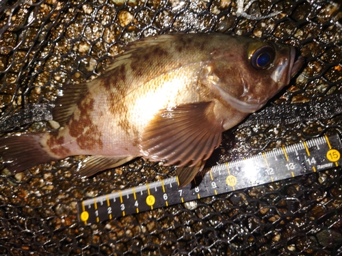 メバルの釣果