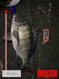 クロダイの釣果