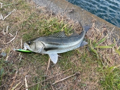 フッコ（マルスズキ）の釣果