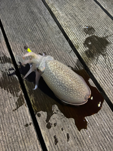 シリヤケイカの釣果