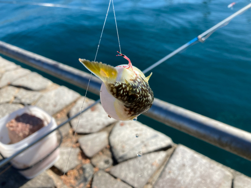 クサフグの釣果