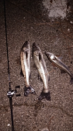 シーバスの釣果