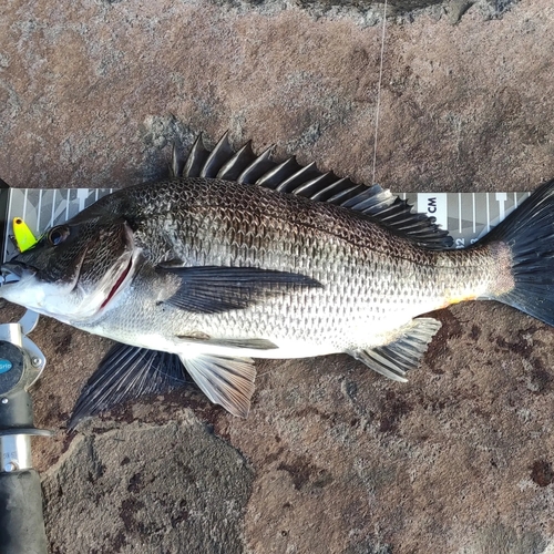 クロダイの釣果