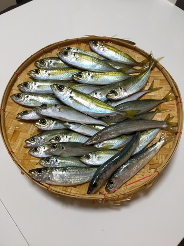 アジの釣果