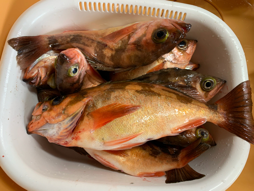 アカメバルの釣果