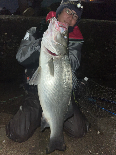 ヒラスズキの釣果