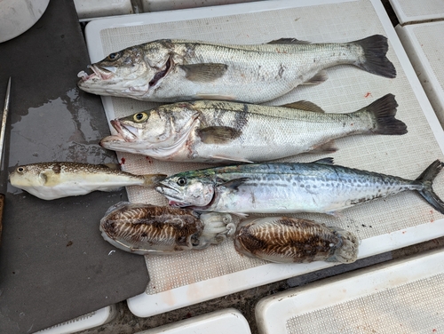 イカの釣果