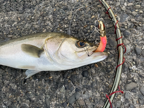 フッコ（マルスズキ）の釣果