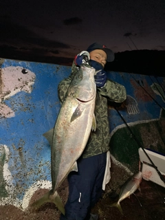 ブリの釣果