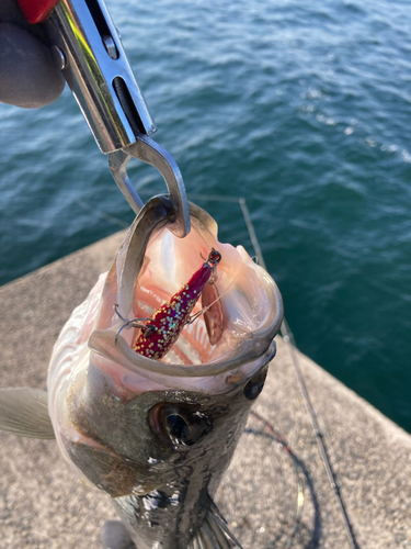 フッコ（マルスズキ）の釣果