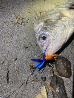 キビレの釣果