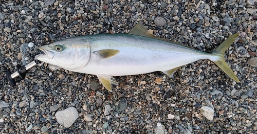 メジロの釣果