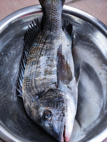 クロダイの釣果