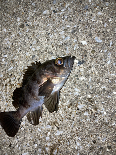 メバルの釣果