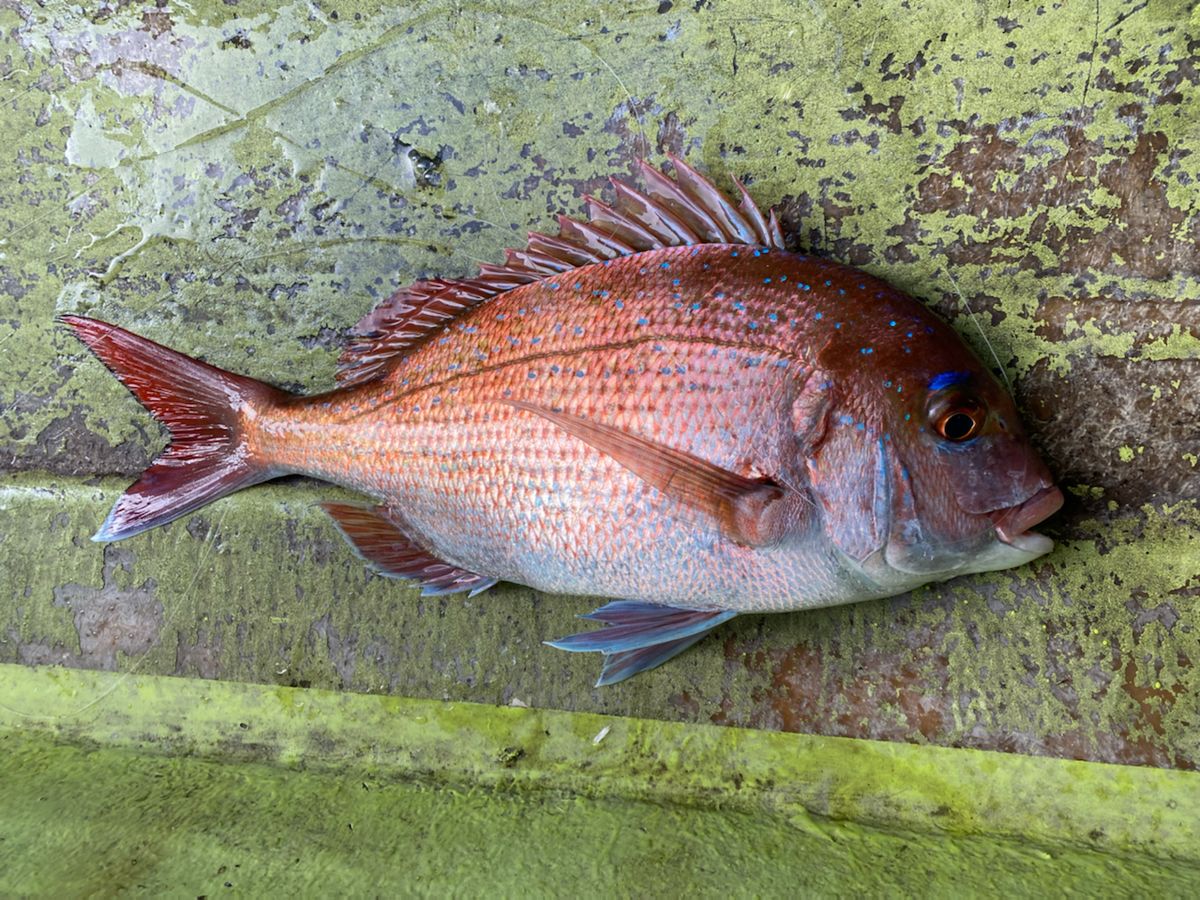 しょうきの沖釣りチャンネルさんの釣果 1枚目の画像