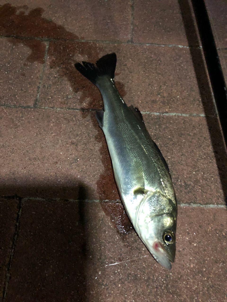 セイゴ（マルスズキ）