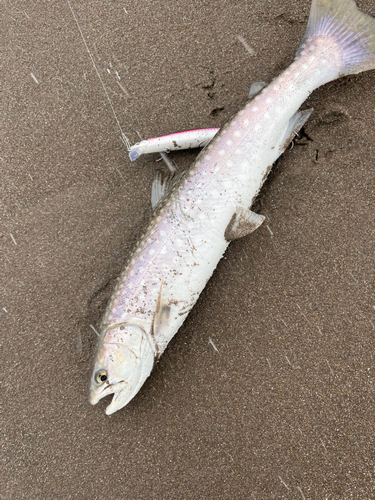 アメマスの釣果