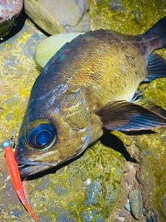 クロメバルの釣果