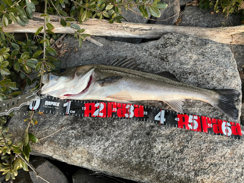 シーバスの釣果