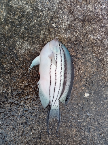 釣果