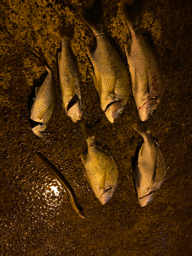 キビレの釣果