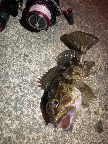 ガシラの釣果