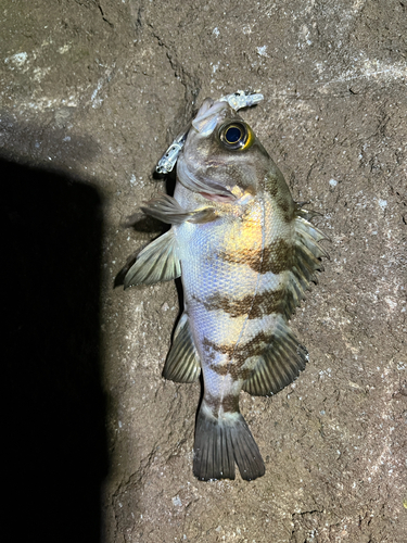 メバルの釣果